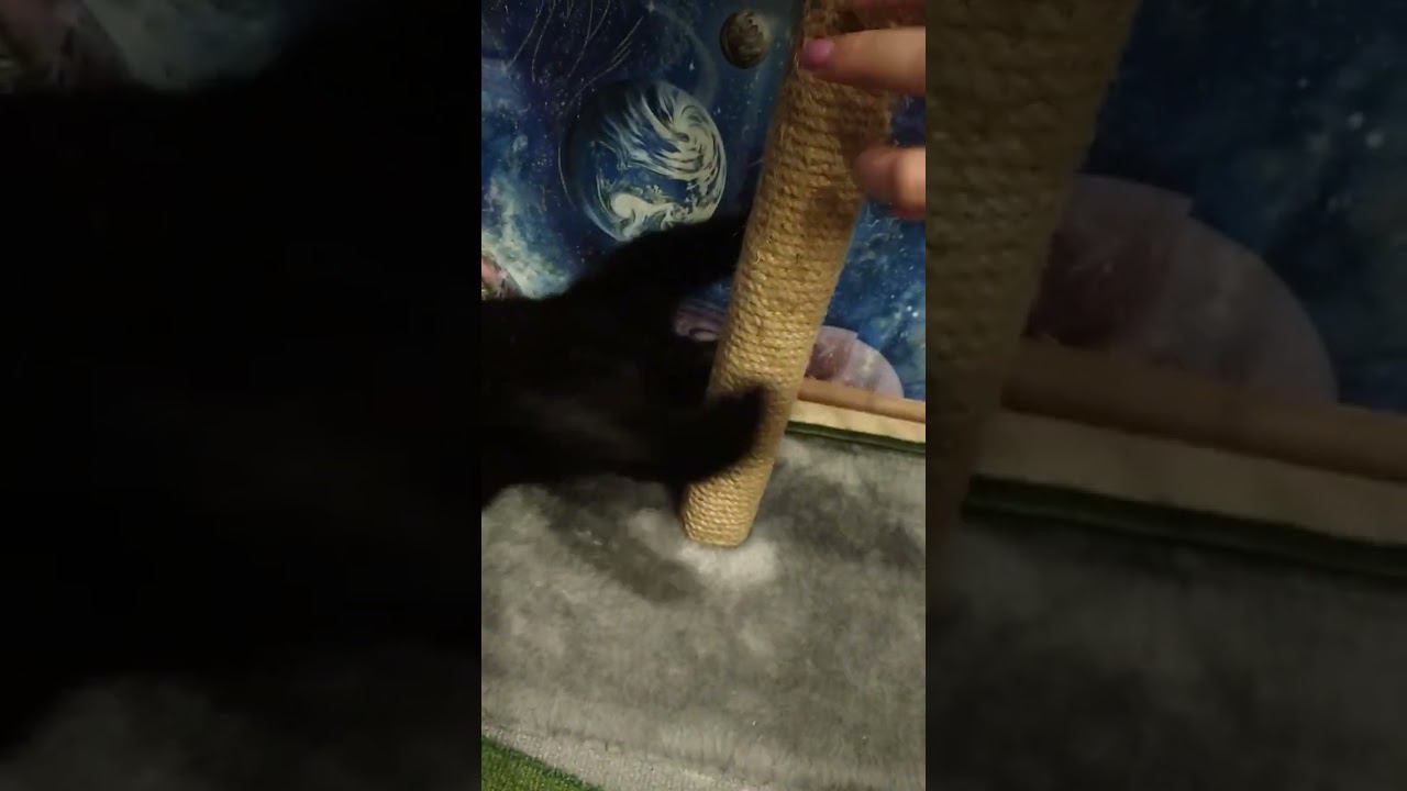 как играть и смотрит черныш? how to play and how does the little blackie look? смотреть онлайн