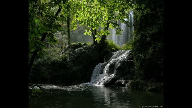 MIGUEL PEREYRA - PADRE AMADO