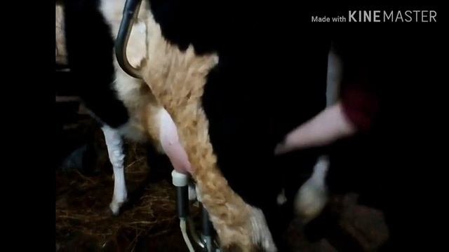 ПЕРВОТЕЛКА?? НЕ ХОЧЕТ ДОИТСЯ....?ЧТО ДЕЛАТЬ??? смотреть онлайн