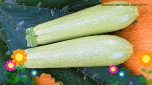 Кабачок гибридный Искандер F1. Краткий обзор, описание характеристик, где купить семена