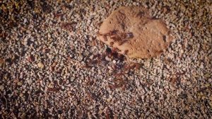 К чему в доме появляются муравьи приметы