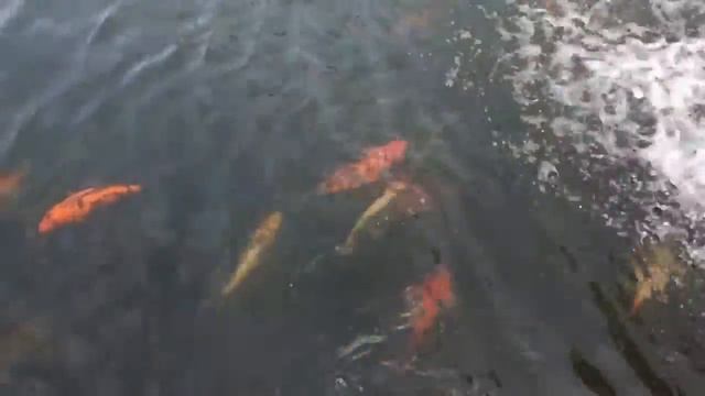 Канатная дорога _ Вьетнам  _ о.  Фукуок