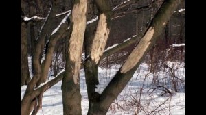 Как лечить дерево (сломанные ветки, дупло, морозобоины, поврежденная кора)