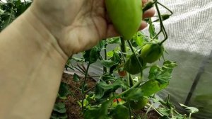 Обзор томатов. Сорта Адонис и Лисичка.?