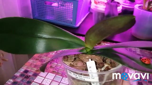 #phal.МикиКроун#Историяоднойорхидеи#03.11.21 смотреть онлайн
