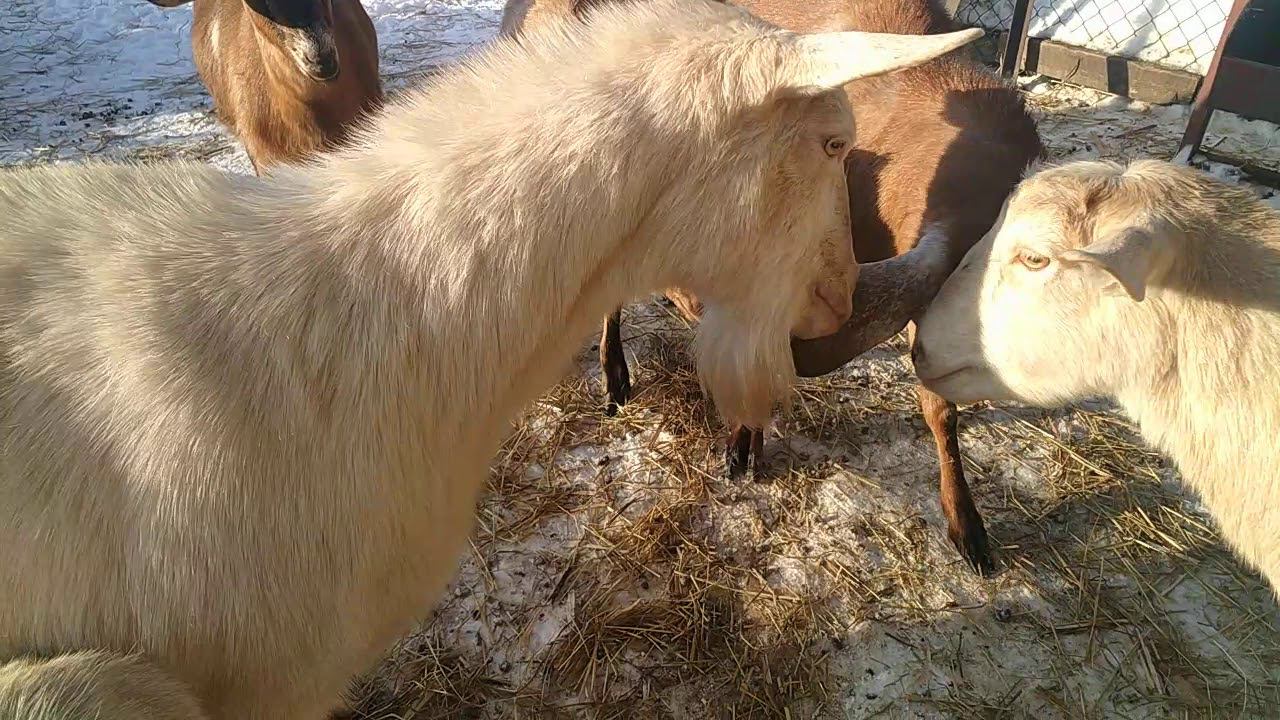 Козьи забавы. смотреть онлайн