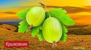 Ягоды овощи и фрукты для детей часть 3 | Учим названия фруктов, ягод и овощей