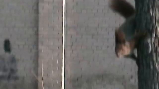 Гуляющая по Вольнянску видеокамера - 10 / С позирующей белкой (Часть 2) смотреть онлайн