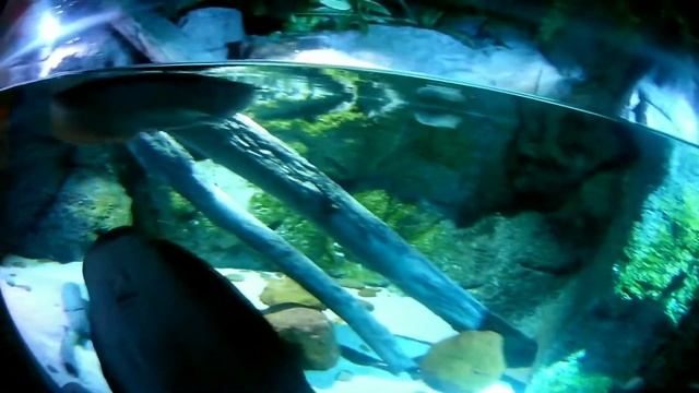 Океанариум Sea Life бангкок.