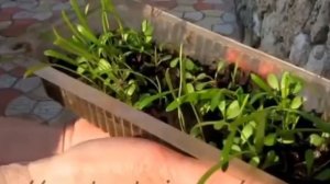 Газания цветок для клумбы!  Как посадить газанию?