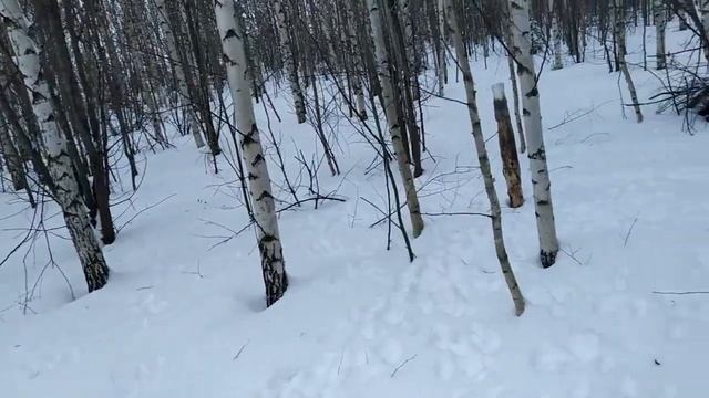 Отдых с любимым хобби - охотой на самодельном мотобуксировщике АндреАс с КПП!!! смотреть онлайн