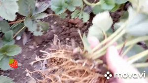 посадка клубники "Бычье сердце,и пересадка усов ремонтантной клубники...