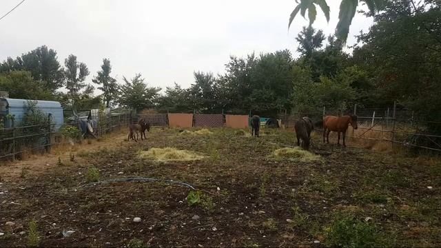 Прямой ЭФИР с Фермы. Подарили 5гб Моб.инета. Лошади Осел Мул смотреть онлайн