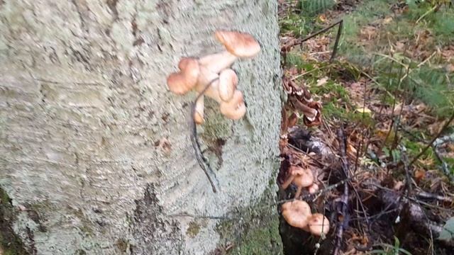 Петергоф; 24.09.2023; 07:00-08:00; грибочки.