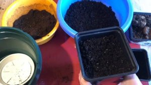 БЕГОНИЯ клубневая. Пробуждение и посадка клубней