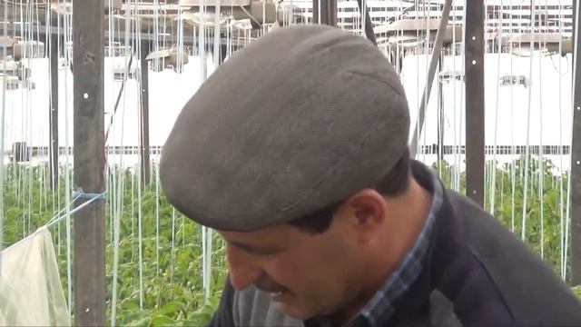 Томат "ФЕНДА" 31-01-2018 смотреть онлайн