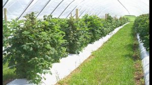 ШПАЛЕРЫ ДЛЯ МАЛИНЫ - СВОИМИ РУКАМИ