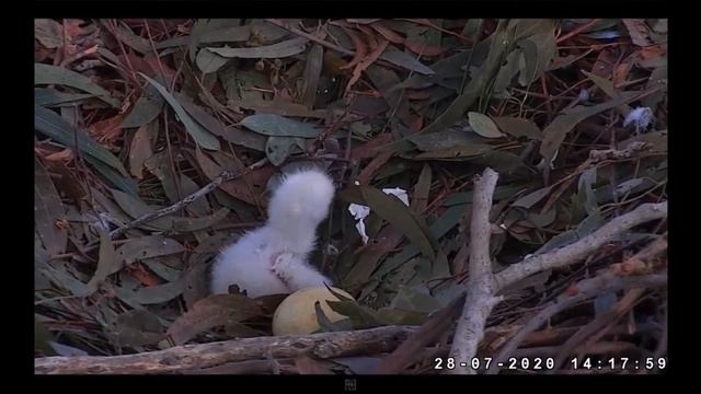 Белобрюхий морской Орел. Австралия. White-bellied sea eagle. Australia. смотреть онлайн