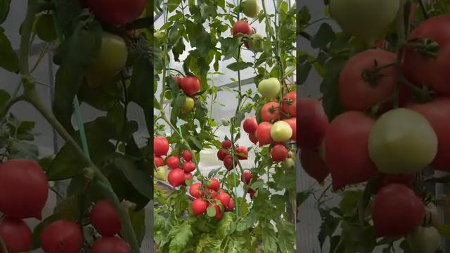 Ранний томат с носиком - Папина дочка смотреть онлайн