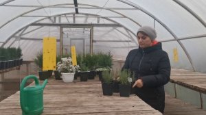 Куда спрятать розмарин зимой