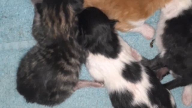 Кошка родила на улице, занесли котят в дом. смотреть онлайн