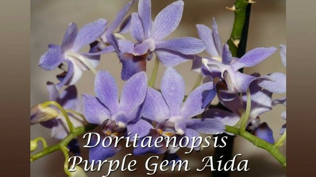 My orchid collection in 60... seconds ♡ Моя сказочная коллекция орхидей смотреть онлайн