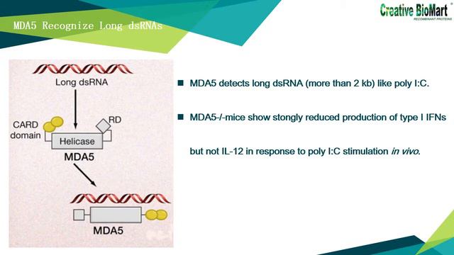 RNA Viruses Triggered Signal Pathway смотреть онлайн