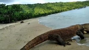 КОМОДСКИЙ ВАРАН ЕСТ ВСЕХ, Кто Попадется Ему На Глаза