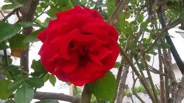 Свекровь хотела использовать мой труд задарма, но все пошло не по ее плану смотреть онлайн