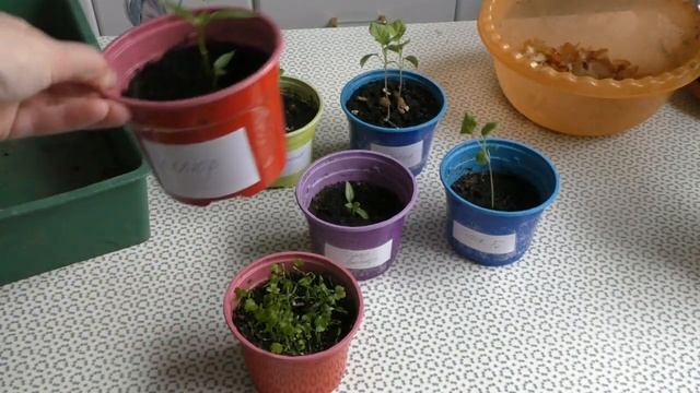 Отличная подкормка и защита для рассады - без затрат смотреть онлайн