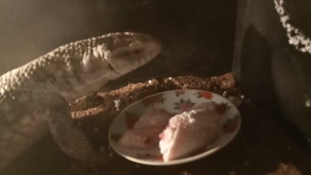 Куриные крылышки для капского варана или степного варана смотреть онлайн