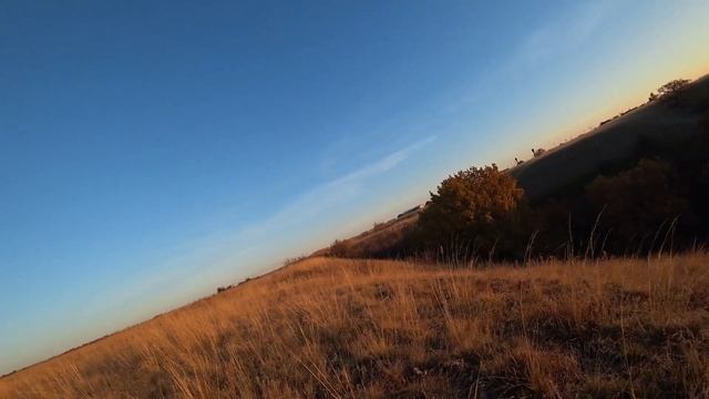 Нагонка гончих собак смотреть онлайн