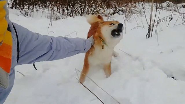 ВЛОГ /Как правильно гулять с собакой зимой смотреть онлайн