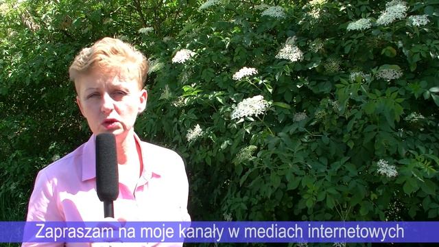 Dziki bez czarny - Kwiaty - Cudowne lekarstwo niedoceniane współcześnie. Sambucus nigra #4 смотреть онлайн