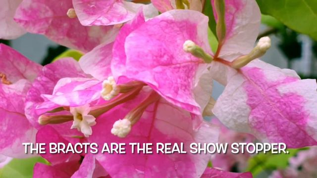 Bougainvillea Flowers: Getting to know смотреть онлайн