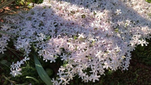 Флоксы в Ландшафте участка. Уход за флоксами. Сорта флоксов шиловидных.. смотреть онлайн