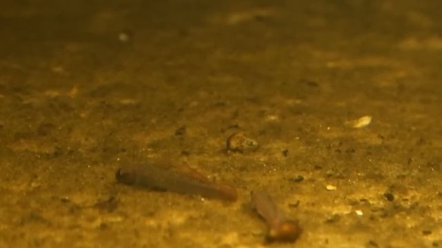Ten Freshwater Goby Fish You Should Keep in Your Aquarium смотреть онлайн