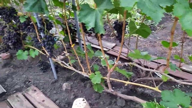 Красная Планета, Мечта Фермера, Роза Ранняя, Царица Урганская и Первенец Ранний - обзор винограда!! смотреть онлайн