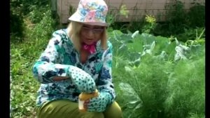 Как выращивать фенхель ч.1