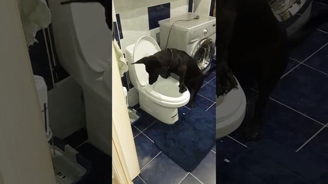 Вот так воспитали собаку (тошнит) смотреть онлайн