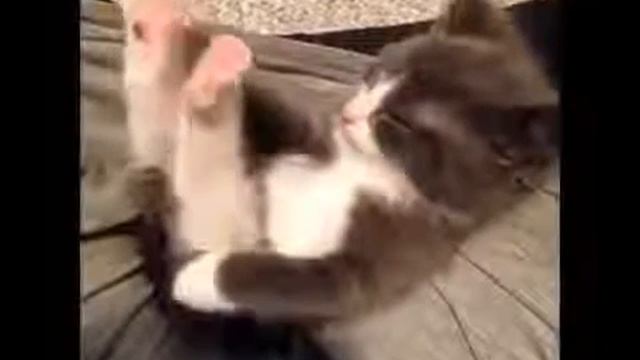 Котёнок смотреть онлайн