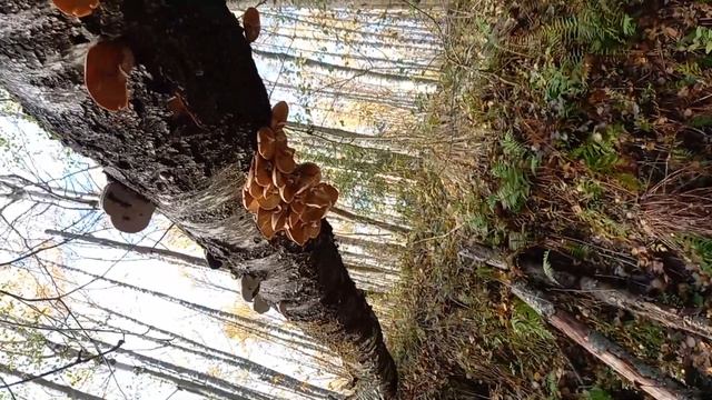 Зимние опята смотреть онлайн