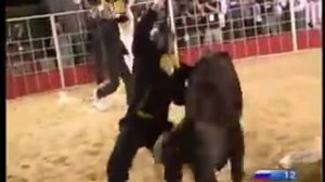 Большие гонки - Бой с быком