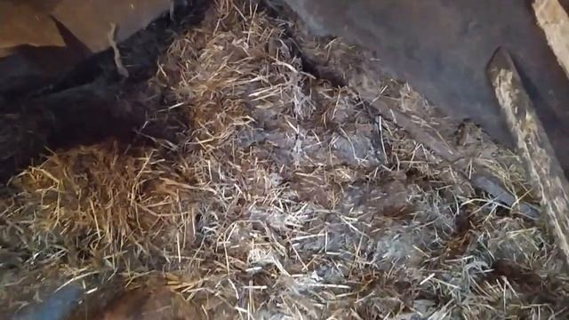 Собираем дрова. смотреть онлайн