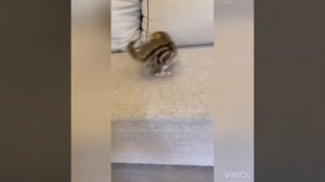 Шотландские вислоухие и Прямоухие котята