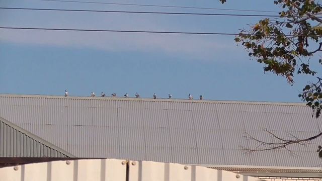 Завёз на расстояние 180км почтовый спортивные голуби. Distance 180 kilometers postal sport pigeons смотреть онлайн