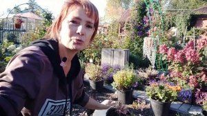 ГОРТЕНЗИЯ.КАК СОХРАНИТЬ МОЛОДЫЕ САЖЕНЦЫ И ЧЕРЕНКИ ГОРТЕНЗИЙ В ЗИМУ ?