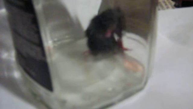 Кофейная мышка (во время съемок и после них ни одна мышка не пострадала)... :) смотреть онлайн