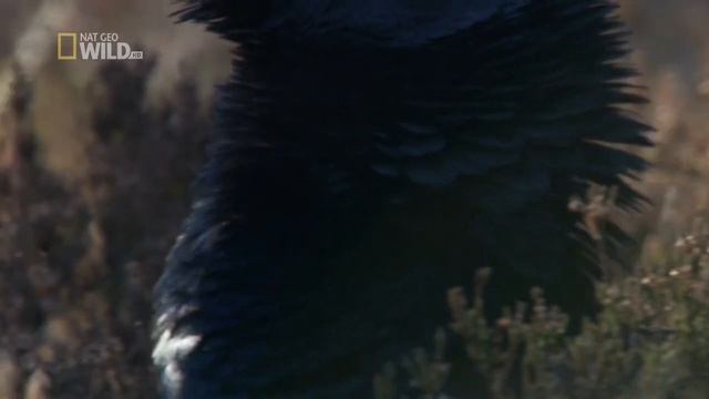 Дикая природа Шотландии: Высокогорье / Wild Scotland Highlands Сезон 2 Серия 1 Весна / Spring смотреть онлайн