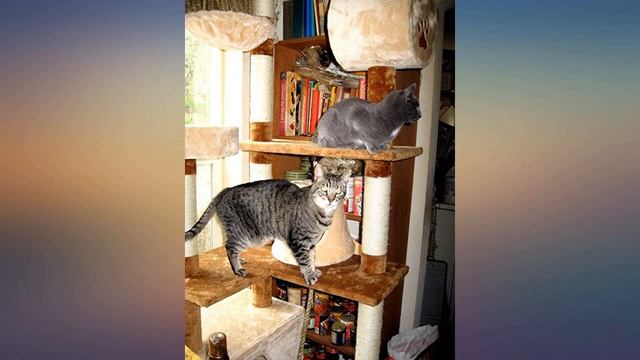 IRIS Cat Tree Condo review смотреть онлайн